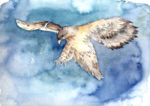 Bussard