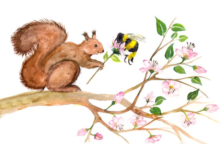 Judit Hölzle-Kuhn, Tierillustationen