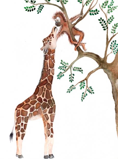 Judit Hölzle-Kuhn, Tierillustationen