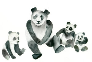 Pandafamilie